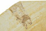 Detailed Fossil Fish (Knightia) - Wyoming #320259-2